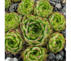Sempervivum FLAVISPINUM