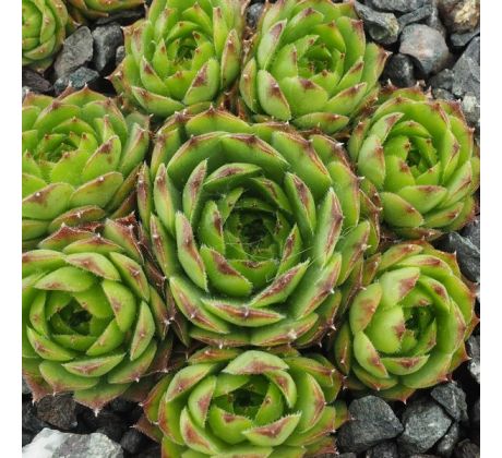 Sempervivum FLAVISPINUM