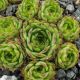 Sempervivum FLAVISPINUM