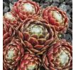 Sempervivum FORD`S GIANT