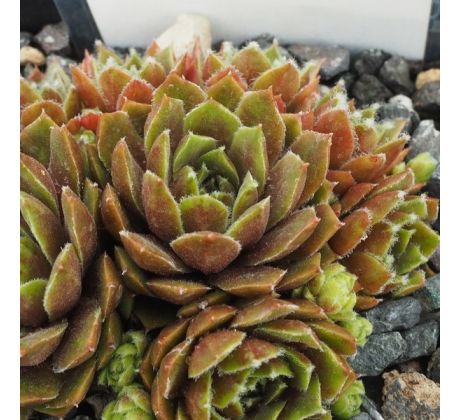 Sempervivum ALPHA