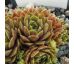 Sempervivum ALPHA