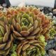 Sempervivum ALPHA