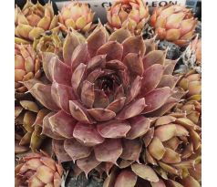 Sempervivum CHAMELEON