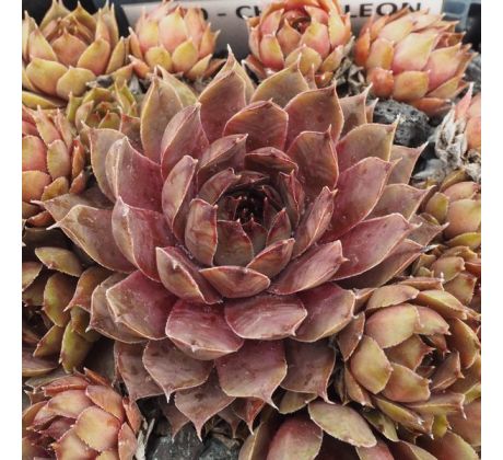 Sempervivum CHAMELEON