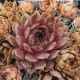 Sempervivum CHAMELEON