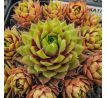 Sempervivum KRAKATIT