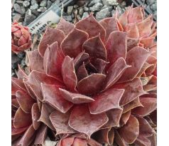 Sempervivum PACIFIC MAJESTIC RUBRA