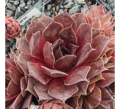 Sempervivum PACIFIC MAJESTIC RUBRA