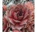 Sempervivum PACIFIC MAJESTIC RUBRA