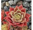 Sempervivum PINK JANIS