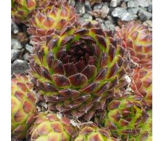 Sempervivum REINHARD
