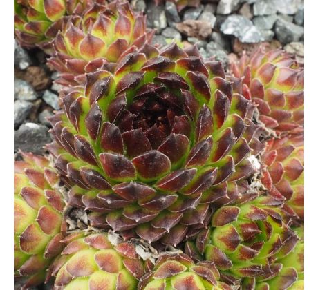 Sempervivum REINHARD