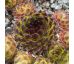Sempervivum REINHARD