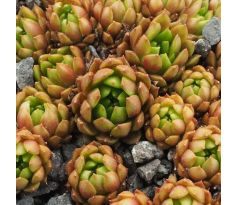 Sempervivum GIFTZWERG
