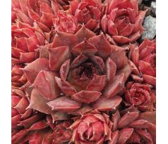 Sempervivum GRENADIER