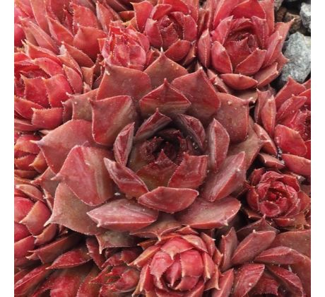 Sempervivum GRENADIER