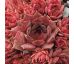 Sempervivum GRENADIER