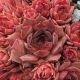 Sempervivum GRENADIER