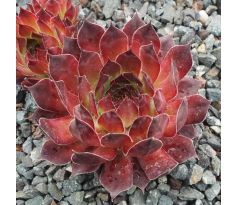 Sempervivum HACCOMBE VALLEY