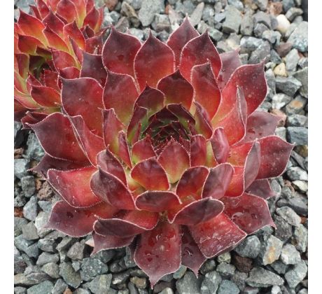 Sempervivum HACCOMBE VALLEY