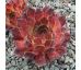 Sempervivum HACCOMBE VALLEY