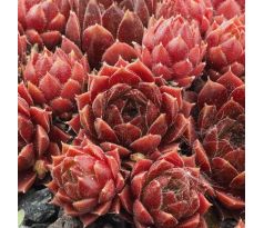 Sempervivum HAVENDIJKER TEUFEL