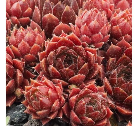 Sempervivum HAVENDIJKER TEUFEL