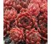 Sempervivum HAVENDIJKER TEUFEL