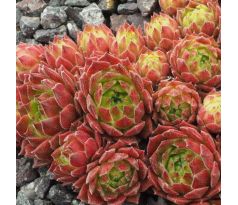 Sempervivum HERMANN NÄPFEL