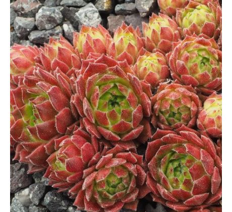 Sempervivum HERMANN NÄPFEL