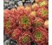 Sempervivum HERMANN NÄPFEL