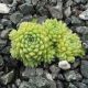 Sempervivum PUMILUM ALBUM