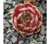 Sempervivum HOT BOYZ