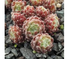 Sempervivum ILLUSION