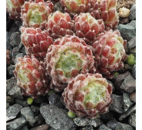 Sempervivum ILLUSION