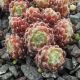 Sempervivum ILLUSION