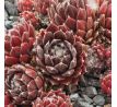 Sempervivum IN A TWIRL