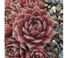 Sempervivum FATA MORGANA