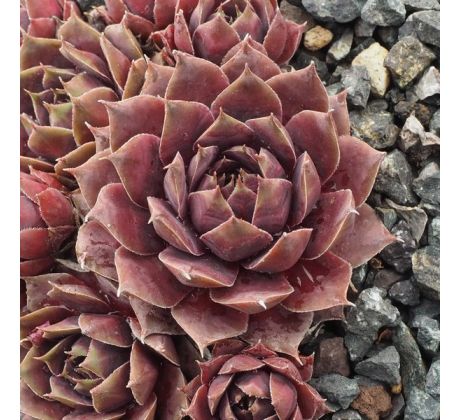 Sempervivum FATA MORGANA