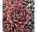 Sempervivum FATA MORGANA
