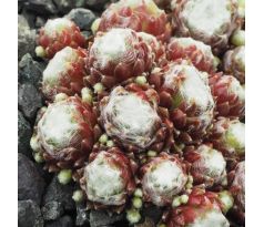 Sempervivum JUDY ANN