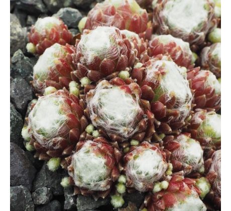 Sempervivum JUDY ANN