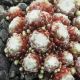 Sempervivum JUDY ANN