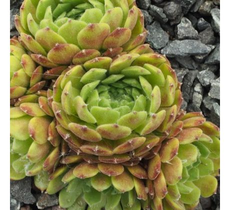 Sempervivum KERSTIE