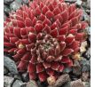 Sempervivum KORSPEL PRINCE