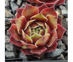 Sempervivum LAST DANCE
