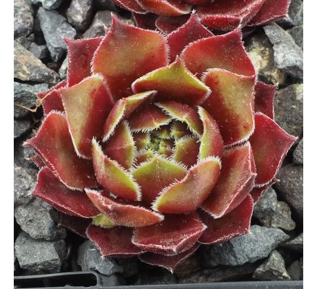 Sempervivum LAST DANCE
