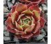 Sempervivum LAST DANCE