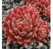 Sempervivum LUFTSPRUNG